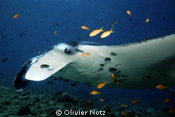 Manta Ray at a cleaning station. During the months Januar... by Olivier Notz 